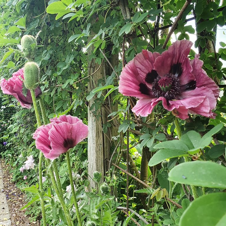 15. Juni: Åben romantisk have i V.Aaby : “Helle Aagaard´s have” m/salg af jernpynt & planter